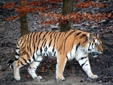 Sibirischer Tiger_1.JPG